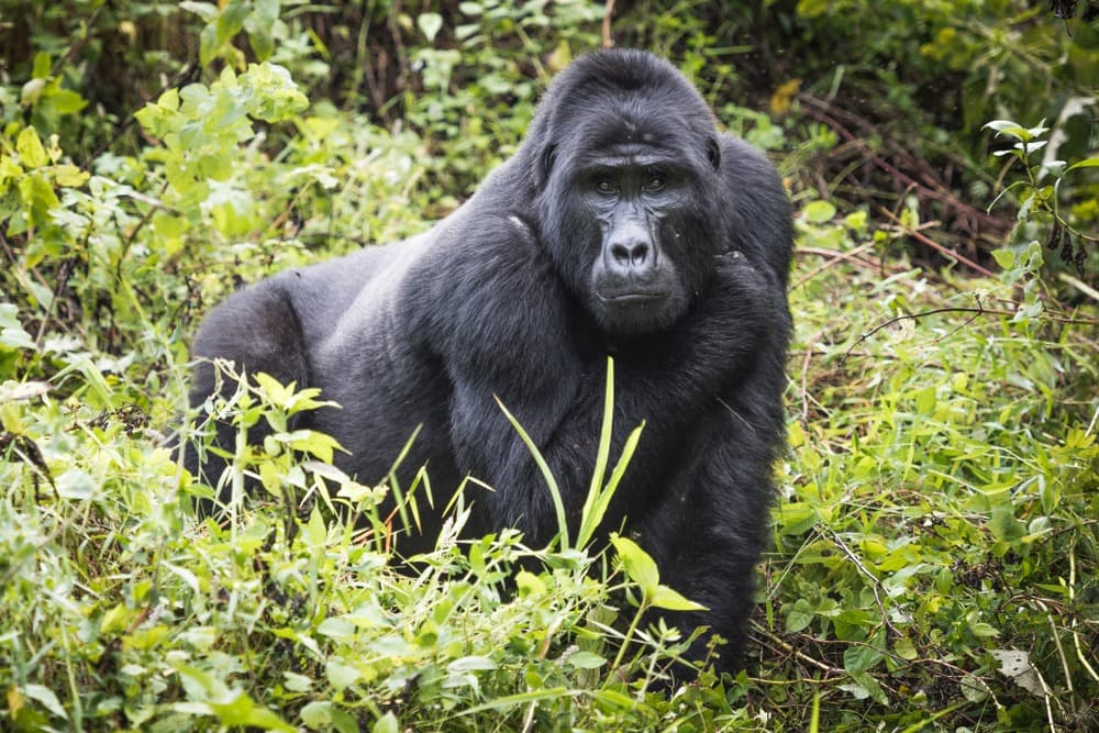 Parque Nacional de Bwindi