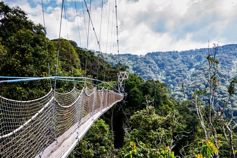 Parque Nacional de Nyungwe